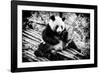 China 10MKm2 Collection - Giant Panda-Philippe Hugonnard-Framed Photographic Print