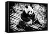 China 10MKm2 Collection - Giant Panda-Philippe Hugonnard-Framed Stretched Canvas