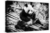 China 10MKm2 Collection - Giant Panda-Philippe Hugonnard-Stretched Canvas