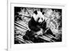 China 10MKm2 Collection - Giant Panda-Philippe Hugonnard-Framed Photographic Print