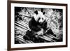 China 10MKm2 Collection - Giant Panda-Philippe Hugonnard-Framed Photographic Print