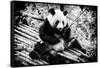 China 10MKm2 Collection - Giant Panda-Philippe Hugonnard-Framed Stretched Canvas