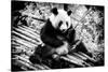 China 10MKm2 Collection - Giant Panda-Philippe Hugonnard-Stretched Canvas