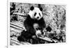 China 10MKm2 Collection - Giant Panda-Philippe Hugonnard-Framed Photographic Print