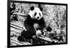 China 10MKm2 Collection - Giant Panda-Philippe Hugonnard-Framed Photographic Print