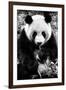 China 10MKm2 Collection - Giant Panda-Philippe Hugonnard-Framed Photographic Print