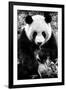 China 10MKm2 Collection - Giant Panda-Philippe Hugonnard-Framed Photographic Print