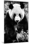 China 10MKm2 Collection - Giant Panda-Philippe Hugonnard-Mounted Photographic Print