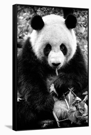 China 10MKm2 Collection - Giant Panda-Philippe Hugonnard-Framed Stretched Canvas