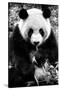 China 10MKm2 Collection - Giant Panda-Philippe Hugonnard-Stretched Canvas