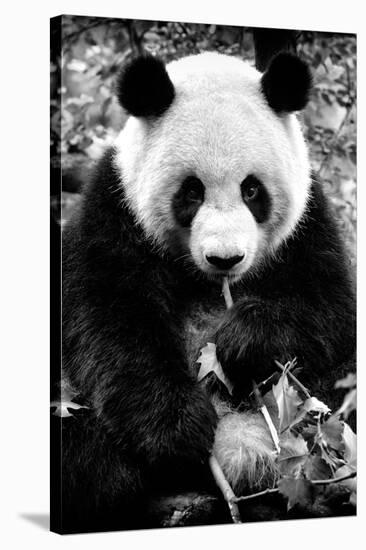 China 10MKm2 Collection - Giant Panda-Philippe Hugonnard-Stretched Canvas