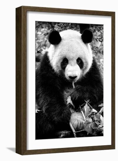 China 10MKm2 Collection - Giant Panda-Philippe Hugonnard-Framed Photographic Print