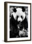 China 10MKm2 Collection - Giant Panda-Philippe Hugonnard-Framed Photographic Print