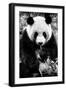 China 10MKm2 Collection - Giant Panda-Philippe Hugonnard-Framed Photographic Print