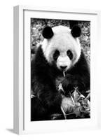 China 10MKm2 Collection - Giant Panda-Philippe Hugonnard-Framed Photographic Print