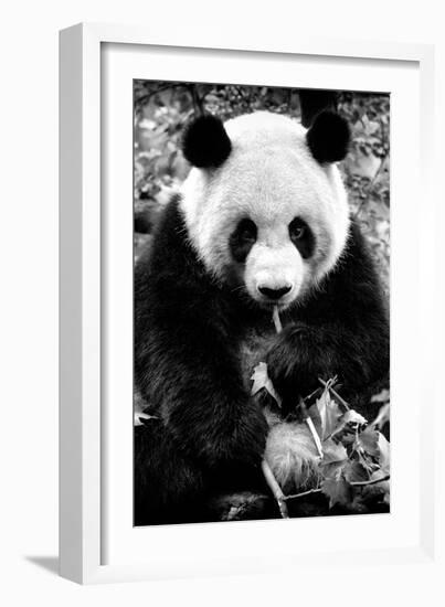 China 10MKm2 Collection - Giant Panda-Philippe Hugonnard-Framed Photographic Print