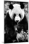 China 10MKm2 Collection - Giant Panda-Philippe Hugonnard-Mounted Photographic Print