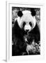 China 10MKm2 Collection - Giant Panda-Philippe Hugonnard-Framed Premium Photographic Print