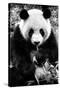 China 10MKm2 Collection - Giant Panda-Philippe Hugonnard-Stretched Canvas