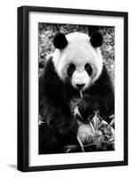 China 10MKm2 Collection - Giant Panda-Philippe Hugonnard-Framed Premium Photographic Print