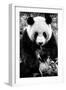 China 10MKm2 Collection - Giant Panda-Philippe Hugonnard-Framed Premium Photographic Print