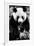 China 10MKm2 Collection - Giant Panda-Philippe Hugonnard-Framed Photographic Print