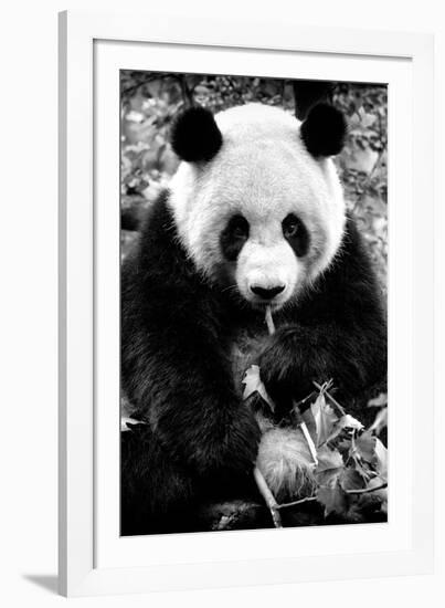 China 10MKm2 Collection - Giant Panda-Philippe Hugonnard-Framed Photographic Print