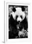 China 10MKm2 Collection - Giant Panda-Philippe Hugonnard-Framed Photographic Print