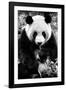 China 10MKm2 Collection - Giant Panda-Philippe Hugonnard-Framed Photographic Print