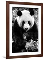 China 10MKm2 Collection - Giant Panda-Philippe Hugonnard-Framed Photographic Print