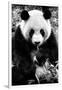 China 10MKm2 Collection - Giant Panda-Philippe Hugonnard-Framed Photographic Print