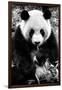 China 10MKm2 Collection - Giant Panda-Philippe Hugonnard-Framed Photographic Print