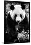 China 10MKm2 Collection - Giant Panda-Philippe Hugonnard-Framed Photographic Print