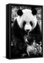 China 10MKm2 Collection - Giant Panda-Philippe Hugonnard-Framed Stretched Canvas