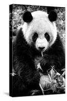 China 10MKm2 Collection - Giant Panda-Philippe Hugonnard-Stretched Canvas