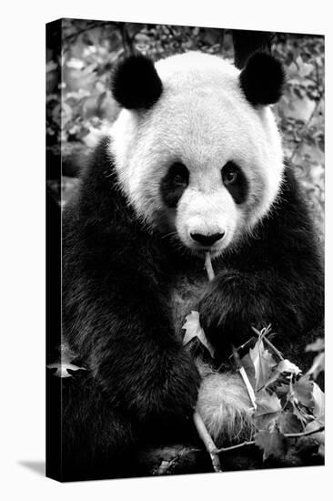 China 10MKm2 Collection - Giant Panda-Philippe Hugonnard-Stretched Canvas