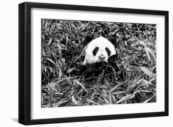 China 10MKm2 Collection - Giant Panda-Philippe Hugonnard-Framed Photographic Print