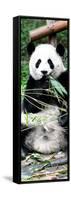 China 10MKm2 Collection - Giant Panda-Philippe Hugonnard-Framed Stretched Canvas