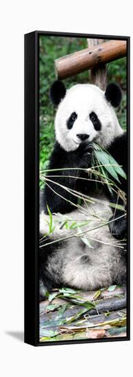 China 10MKm2 Collection - Giant Panda-Philippe Hugonnard-Framed Stretched Canvas