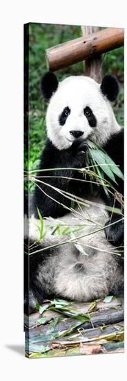 China 10MKm2 Collection - Giant Panda-Philippe Hugonnard-Stretched Canvas