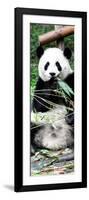 China 10MKm2 Collection - Giant Panda-Philippe Hugonnard-Framed Photographic Print