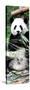 China 10MKm2 Collection - Giant Panda-Philippe Hugonnard-Stretched Canvas