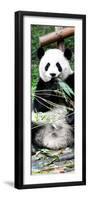 China 10MKm2 Collection - Giant Panda-Philippe Hugonnard-Framed Photographic Print