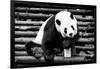 China 10MKm2 Collection - Giant Panda-Philippe Hugonnard-Framed Photographic Print