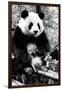 China 10MKm2 Collection - Giant Panda-Philippe Hugonnard-Framed Photographic Print