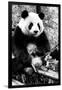 China 10MKm2 Collection - Giant Panda-Philippe Hugonnard-Framed Photographic Print