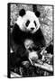 China 10MKm2 Collection - Giant Panda-Philippe Hugonnard-Framed Stretched Canvas