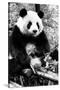 China 10MKm2 Collection - Giant Panda-Philippe Hugonnard-Stretched Canvas