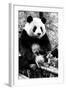 China 10MKm2 Collection - Giant Panda-Philippe Hugonnard-Framed Photographic Print