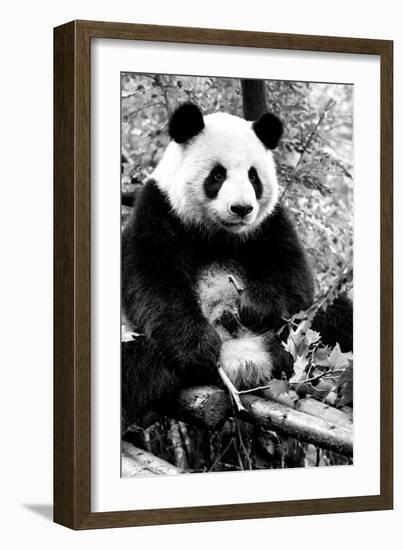 China 10MKm2 Collection - Giant Panda-Philippe Hugonnard-Framed Photographic Print